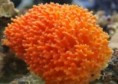 /album/koraly/acanthella-cavernosa-jpg/